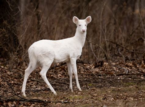 White Deer Betsul