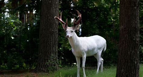 White Deer Parimatch