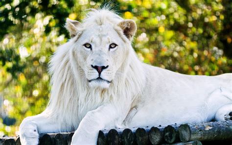White Lion Netbet