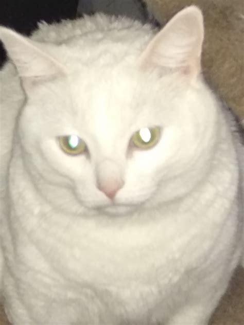 White Nose Cat Leovegas