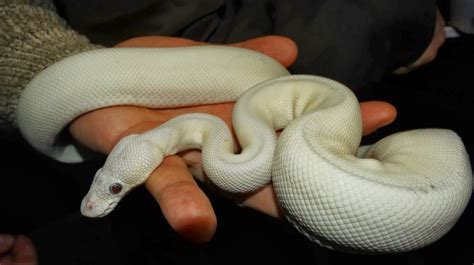 White Python Bodog