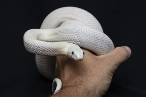 White Python Brabet