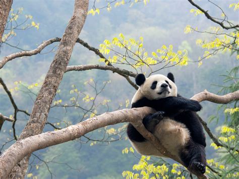 Wild Giant Panda Bwin