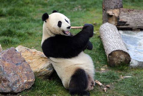 Wild Giant Panda Leovegas