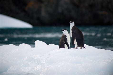 Wild Penguin Brabet