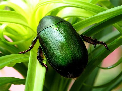 Wild Scarabs Betsul