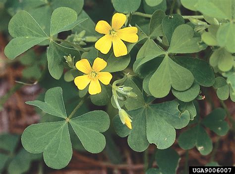 Wild Shamrock Brabet