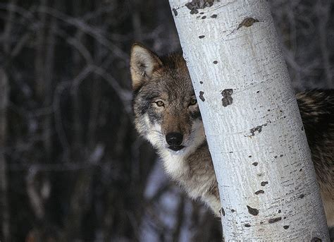 Wolf Hiding Betsson