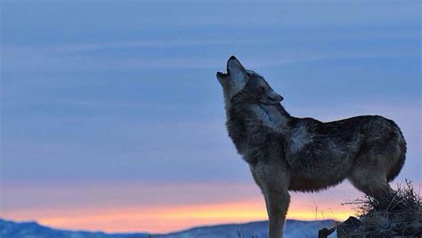 Wolf Howl Pokerstars