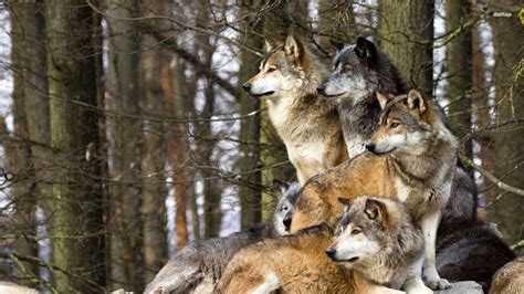Wolf Pack Betsson